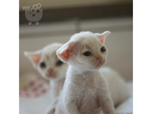 PoulaTo: Εκπληκτική selkirk rex!